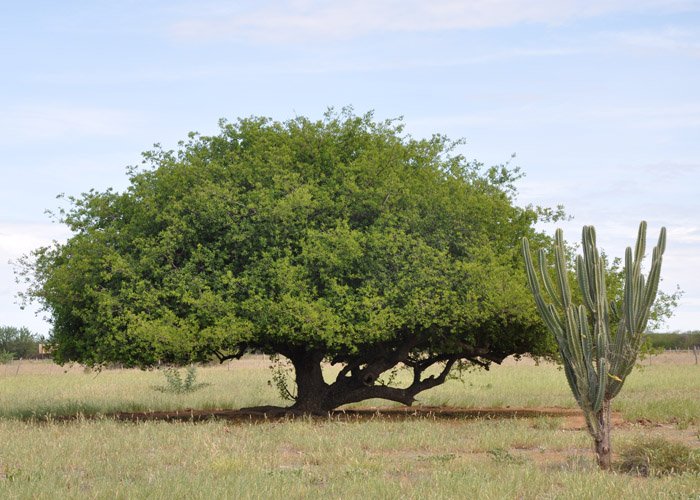 Frutas nativas da caatinga são opções de renda para o pequeno agricultor