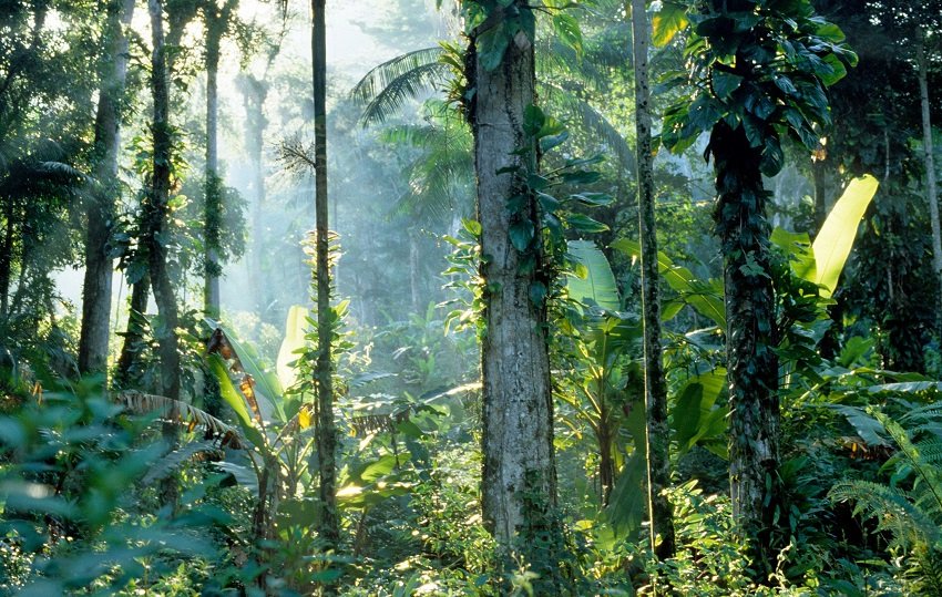 A diversidade da floresta da Mata Atlântica. Foto: ICMBio